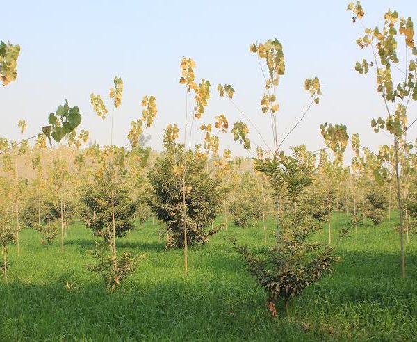 FAO, EU AND PARTNERS BACK GOVERNMENT PLANS TO RAISE 200 MILLION INDIGENOUS TREE SPECIES TO RESTORE FORESTS