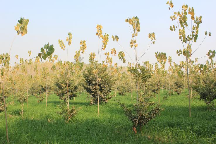 FAO, EU AND PARTNERS BACK GOVERNMENT PLANS TO RAISE 200 MILLION INDIGENOUS TREE SPECIES TO RESTORE FORESTS