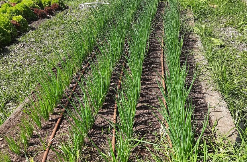 NAPE, COMMUNITY GREEN RADIO STAFF OFFERED AUSTRALIAN AWARDS FELLOWSHIP ON AGROECOLOGY