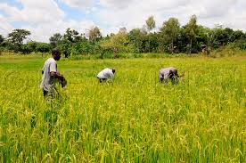 Kiboga District authorities to take stern action on wetland encroachers