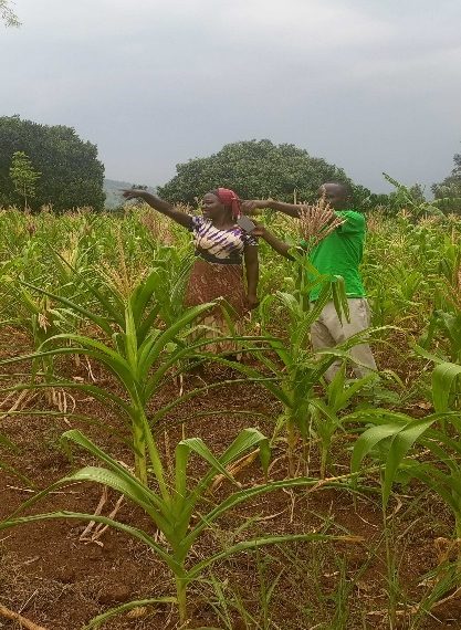 Climate variability is causing decline in maize production in Ssekamalya Village Kyankwanzi District, Central Uganda