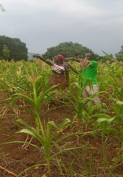 Climate variability is causing decline in maize production in Ssekamalya Village Kyankwanzi District, Central Uganda